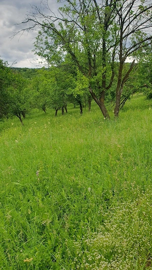 Particular vând teren extravilan 8200 mp Matița Prahova - imagine 3