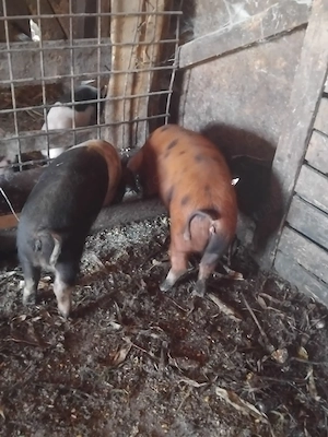 2 soldanase de 3 luni disponibile