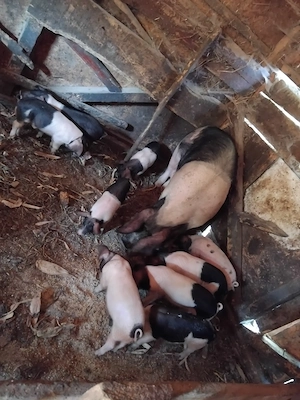 9 purcei bazna  disponibili 