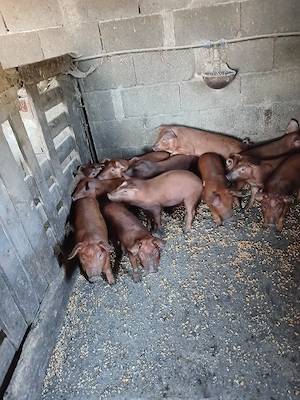 purcei de vânzare