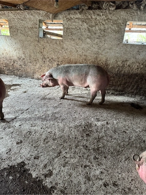 porci rasa de carne  - imagine 4