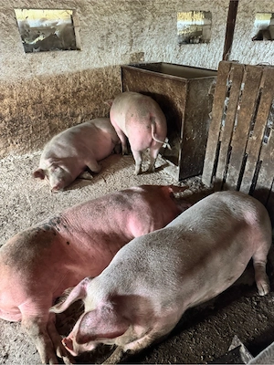porci rasa de carne 