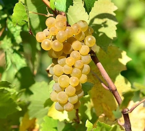 vănd struguri de vin   