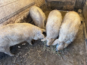 Porci Mangalita 80-150kg  - imagine 2