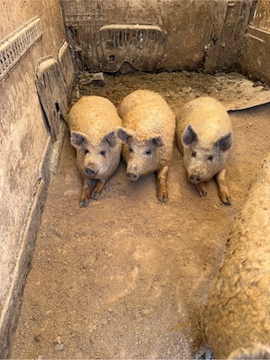 Porci Mangalita 80-150kg 