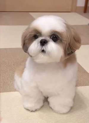 Catei Shih-Tzu talie mica Mini Toy - imagine 2