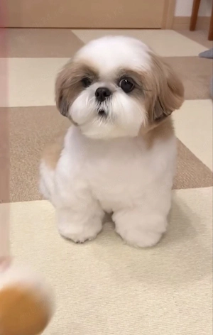 Catei Shih-Tzu talie mica Mini Toy