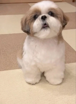 Catei Shih-Tzu talie mica Mini Toy - imagine 3