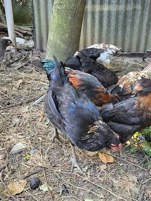 Vand cocosi Easter Eggers Ameraucana - imagine 4