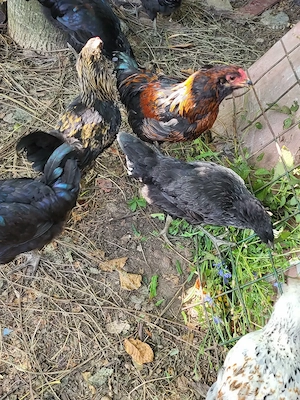 Vand cocosi Easter Eggers Ameraucana - imagine 3