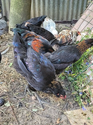 Ameraucana   Easter Eggers cocosi vanzare - imagine 3