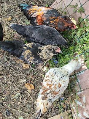 Ameraucana   Easter Eggers cocosi vanzare - imagine 2