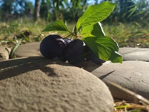 Vand prune 2000 lei pe tona
