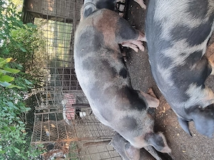 Purcea de vanzare 250 kg Pietrain