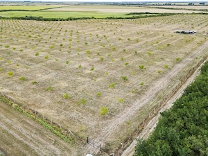 Teren arabil cu plantatie de nuc, Cermei, 14.06ha - imagine 2