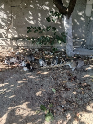 Pisici spre adoptie Slatina-Olt