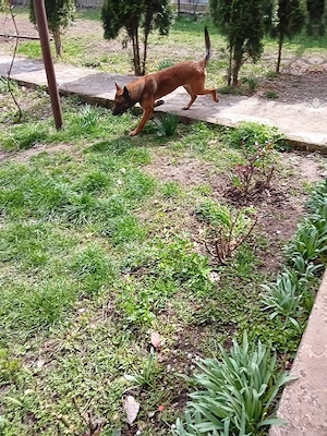 vînd  mascul  ciobănesc belgian malinois 
