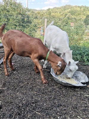 Vând ieduțe din primăvară, ambele la prețul de