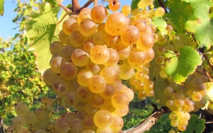 struguri de vin