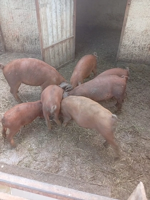 Vând purceii rasă duroc.  - imagine 2