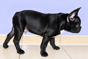 Bulldog Francez, mascul - 3 luni - imagine 5