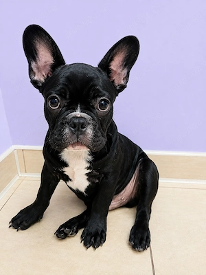 Bulldog Francez, mascul - 3 luni