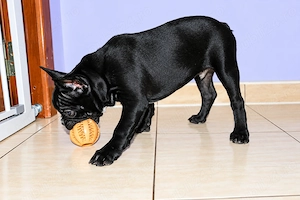Bulldog Francez, mascul - 3 luni - imagine 4