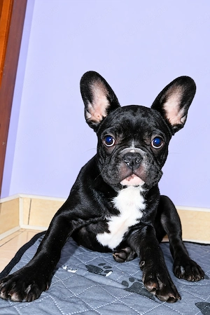 Bulldog Francez, mascul - 3 luni - imagine 3