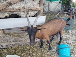 capra Alpin Francez