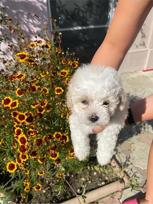 bichon de vanzare