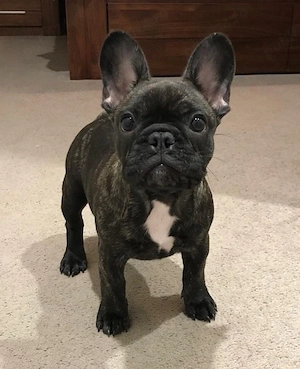 fetita bulldog francez