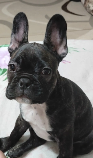 bulldog buldog francez fetita pui