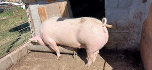 Porci crescuti bio de vanzare - imagine 2