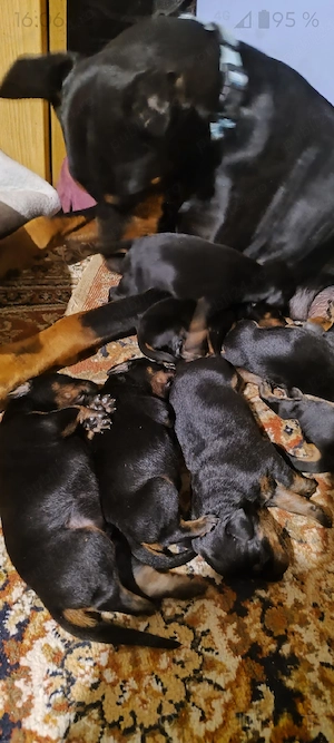 Cățeluși doberman pinscher  - imagine 3