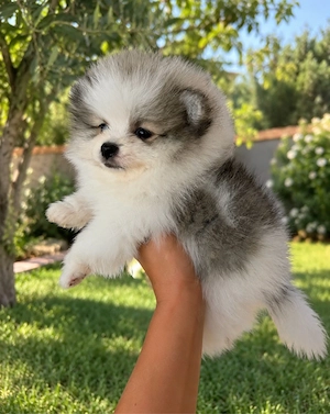 pomeranian parti color superb 