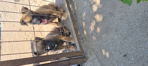 Catei malinois  - imagine 3