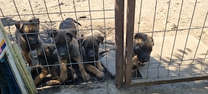 Catei malinois 