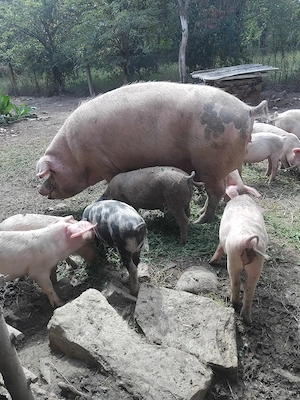 Purcei landras 12 săptămâni 