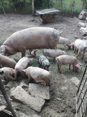 Purcei landras 12 săptămâni  - imagine 5