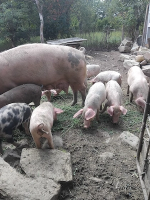 Purcei landras 12 săptămâni  - imagine 4