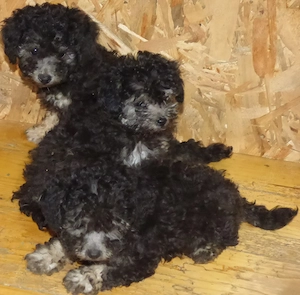 Caniche pitic (poodle) - imagine 3