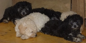 Caniche pitic (poodle) - imagine 5