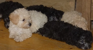 Caniche pitic (poodle) - imagine 4