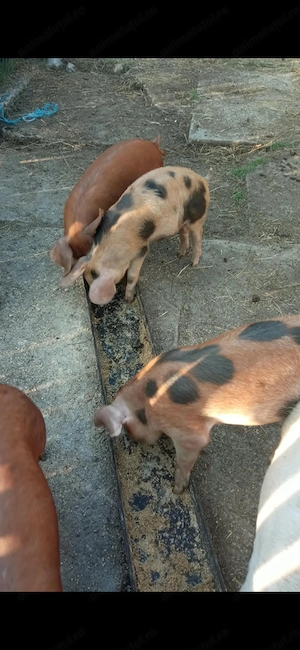 Porci de vanzare. - imagine 4