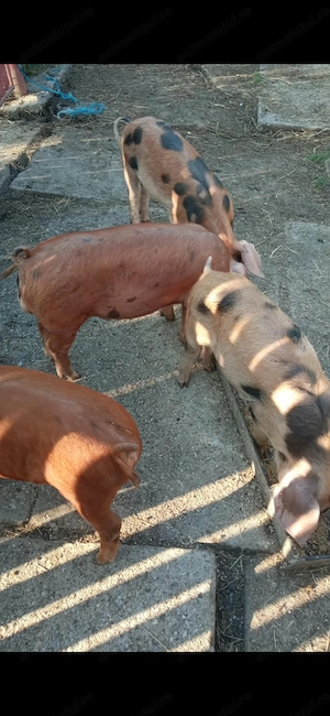 Porci de vanzare. - imagine 2