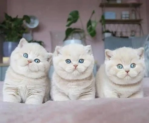 british shorthair cu pedigee