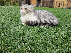 Vand motanel Exotic Shorthair!  - imagine 2