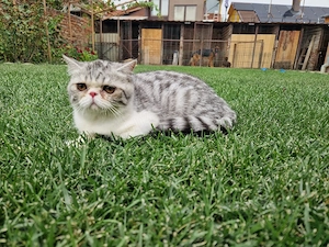 Vand motanel Exotic Shorthair!  - imagine 3