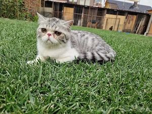 Vand motanel Exotic Shorthair! 