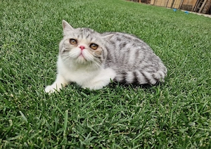 Vand motanel Exotic Shorthair!  - imagine 4